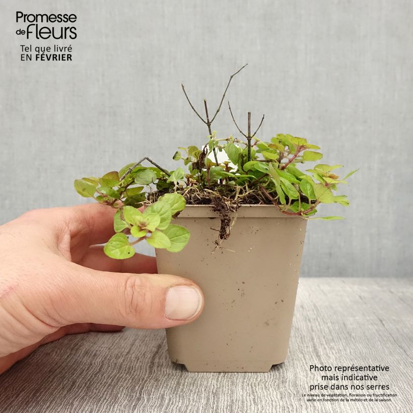 Origano comune Thumbles Variety Vasetto da 8/9 cm esemplare consegnato in inverno