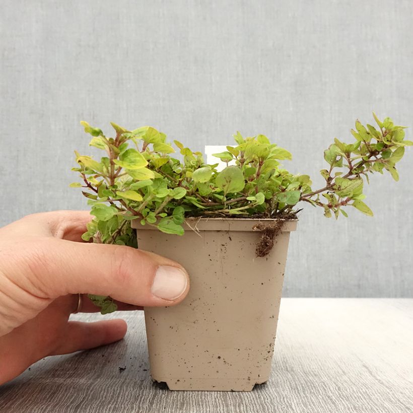Amostra de Origanum vulgare Thumbles Variety - Orégão Vaso de 8/9 cm tal como entregue na primavera
