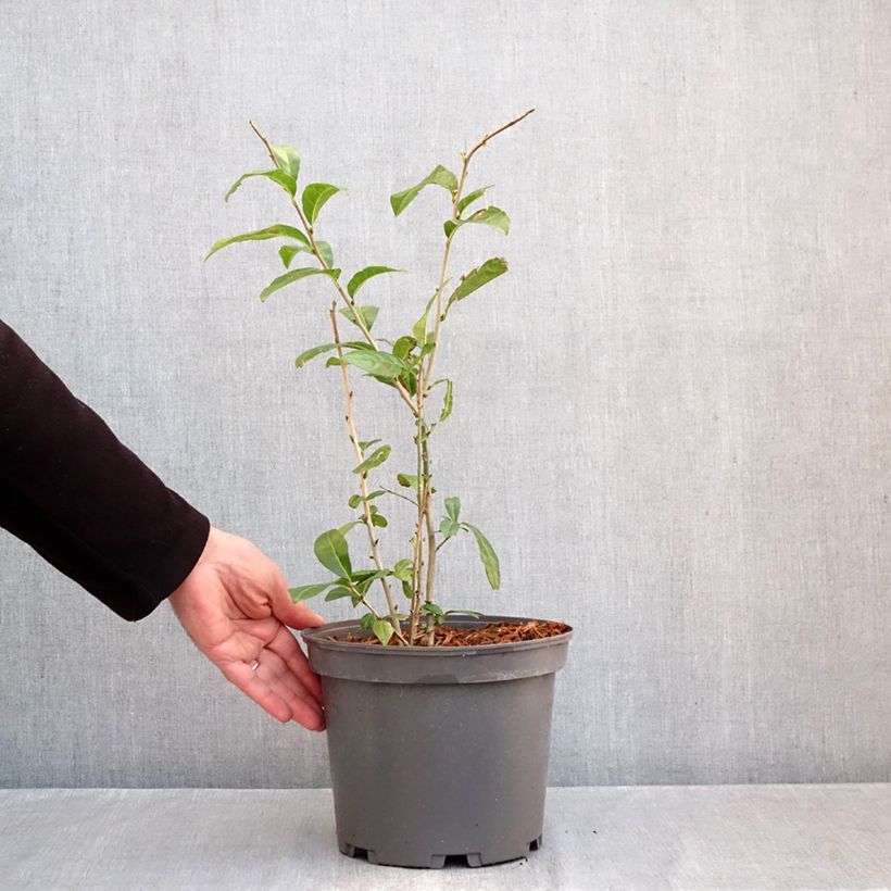 Spécimen de Orixa japonica Pot de 4L/5L tel que livré en automne