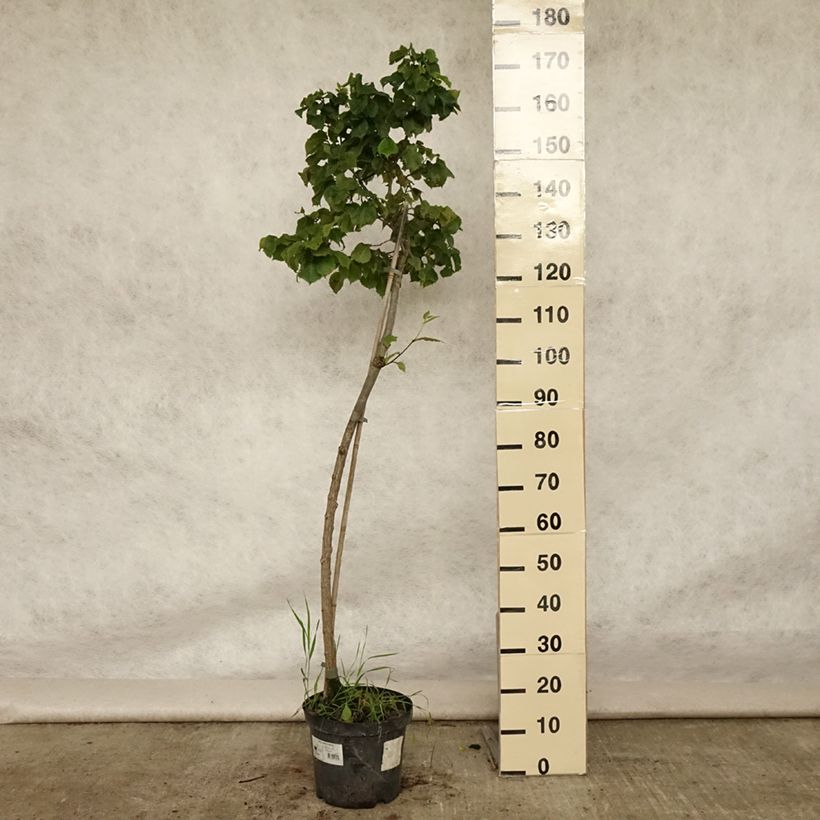 Spécimen de Orme commun - Ulmus glabra Nana Pot de 7,5L/10L, Tige tel que livré en été
