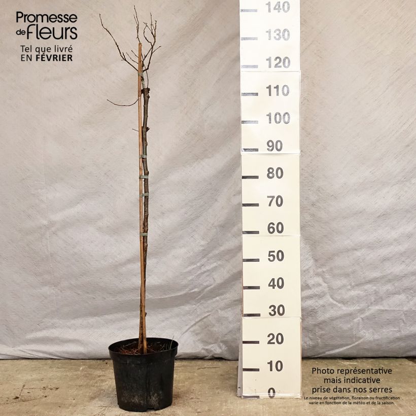Spécimen de Orme commun - Ulmus glabra Nana Pot de 7,5L/10L, Tige tel que livré en hiver