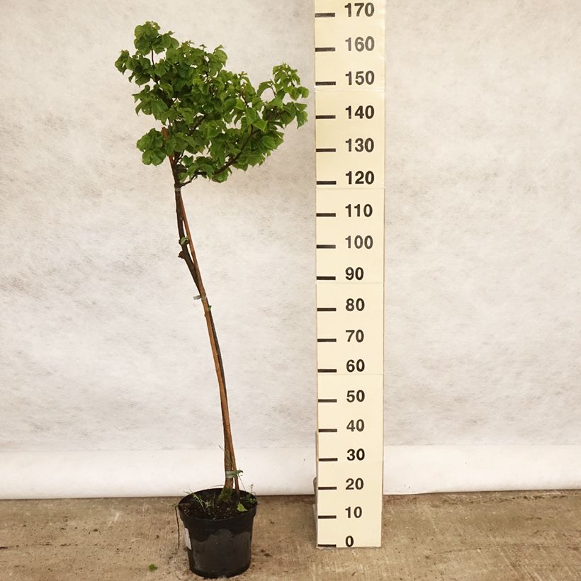 Spécimen de Orme commun - Ulmus glabra Nana Pot de 7,5L/10L, Tige tel que livré au printemps