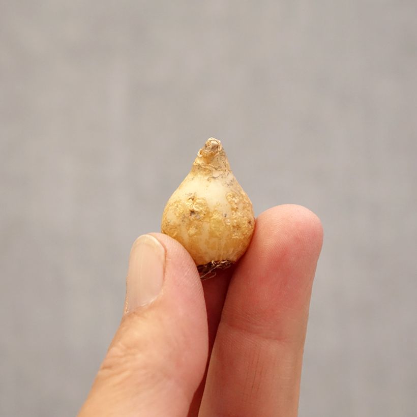 Spécimen de Ornithogale umbellatum - Dame d'onze heures Bulbe calibre 6+ tel que livré au printemps