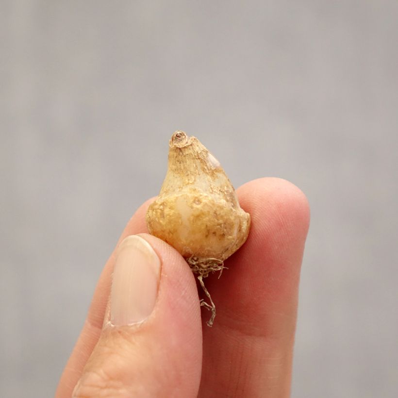 Spécimen de Ornithogalum oligophyllum White Trophy - Ornithogale Bulbe calibre 6+ tel que livré au printemps