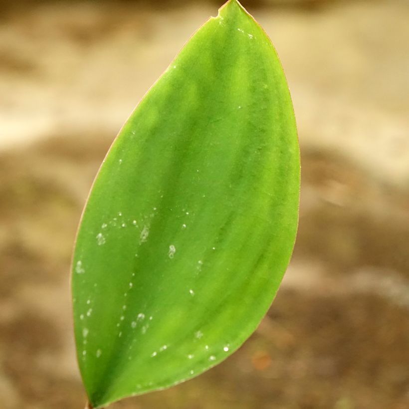 Orontium aquaticum - oronce - plante bougie (Feuillage)