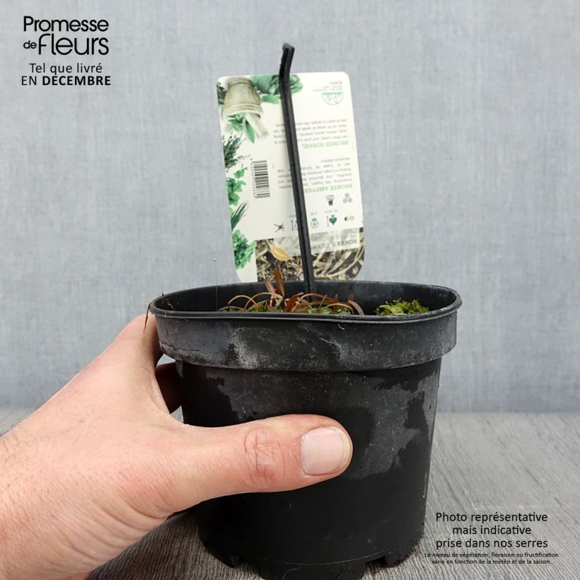Spécimen de Oseille bronze - Rumex flexuosus Copper Sword Pot de 1,5L/2L tel que livré en automne