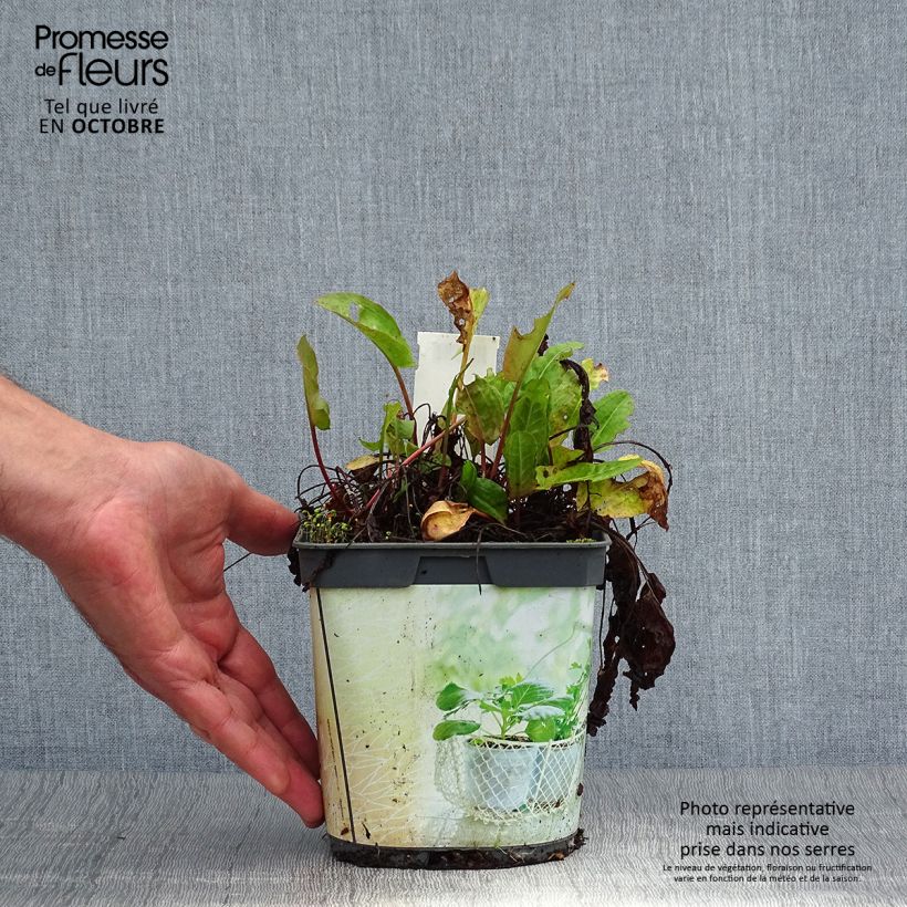Spécimen de Oseille douce à feuilles rondes Bio - Rumex scutatus en plants Bio Pot de 1L/1,5L tel que livré en automne