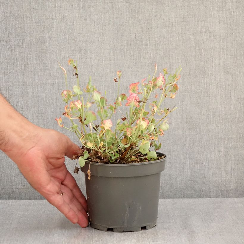 Spécimen de Oseille douce - Rumex scutatus en plants Pot de 1,5L/2L tel que livré en été