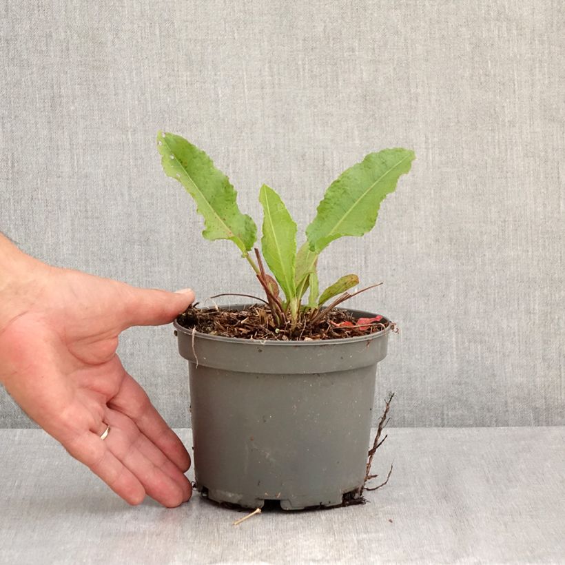 Spécimen de Oseille Epinard - Rumex patientia Pot de 1,5L/2L tel que livré en été