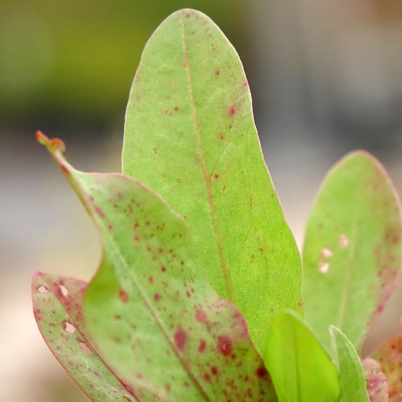 Oseille Epinard - Rumex patientia (Feuillage)