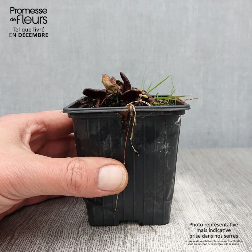 Spécimen de Oseille pourpre BIO - Rumex purpurea Godet de 8/9 cm tel que livré en automne