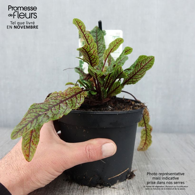 Spécimen de Oseille sanguine - Rumex sanguineus Pot de 1,5L/2L tel que livré en automne