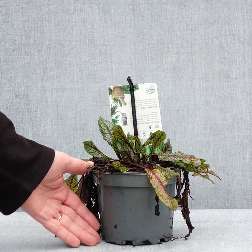 Exemplar von Ampfer - Rumex sanguineus Topf mit 1,5L/2L wie im Winter geliefert