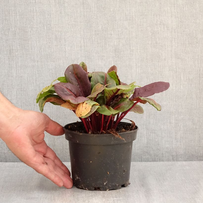 Spécimen de Oseille vierge rouge - Rumex arifolius Ruber Pot de 1,5L/2L tel que livré en été