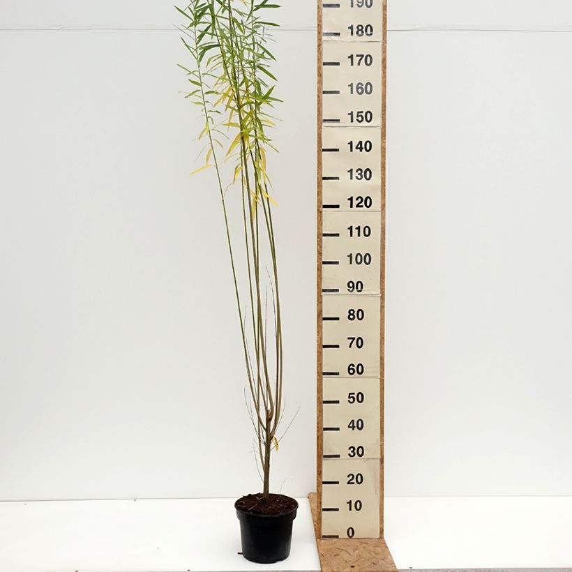 Spécimen de Osier rouge - Salix purpurea Howki Pot de 4L/5L tel que livré en automne