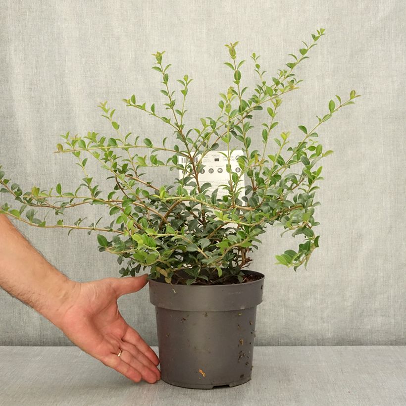 Spécimen de Osmanthus delavayi Perfume of Nature - Osmanthe Pot de 3L/4L tel que livré en été