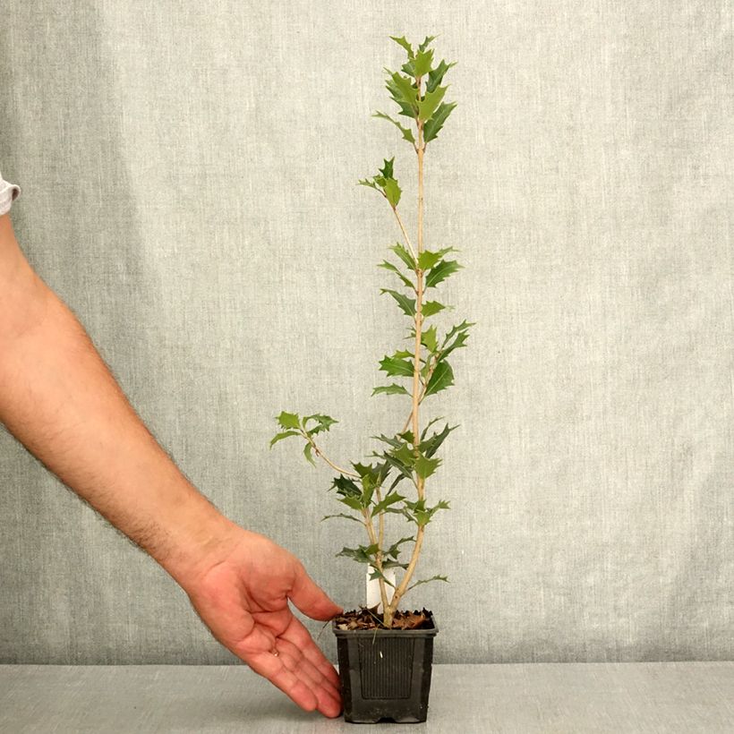 Spécimen de Osmanthus heterophyllus - Osmanthe à feuilles de houx Godet de 8/9 cm tel que livré en été