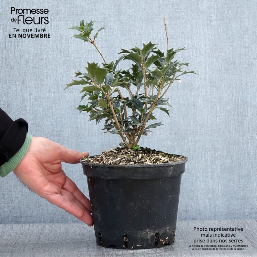 Spécimen de Osmanthus heterophyllus - Osmanthe à feuilles de houx Pot de 3L/4L tel que livré en automne