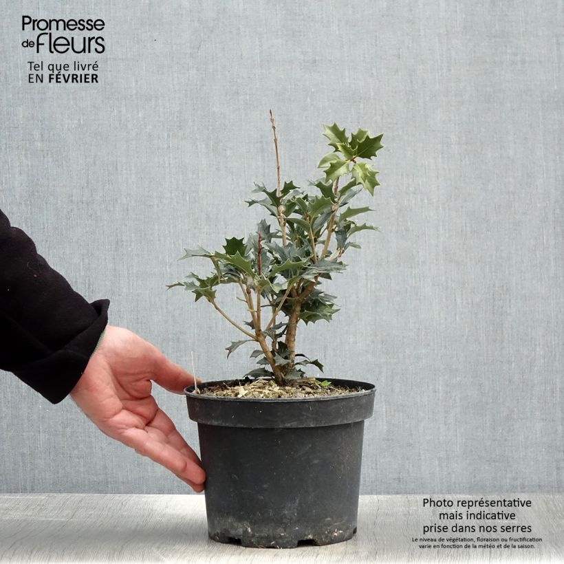 Spécimen de Osmanthus heterophyllus - Osmanthe à feuilles de houx Pot de 3L/4L tel que livré en hiver