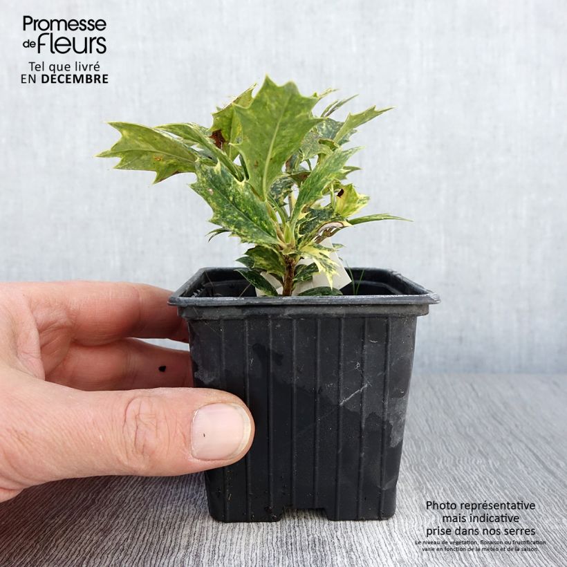 Spécimen de Osmanthus heterophyllus tricolor Godet de 8/9 cm tel que livré en automne