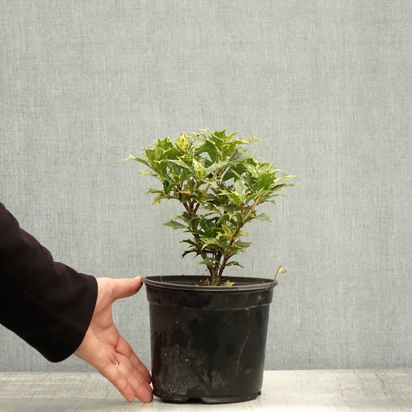 Spécimen de Osmanthus heterophyllus tricolor Pot de 2L/3L tel que livré en automne