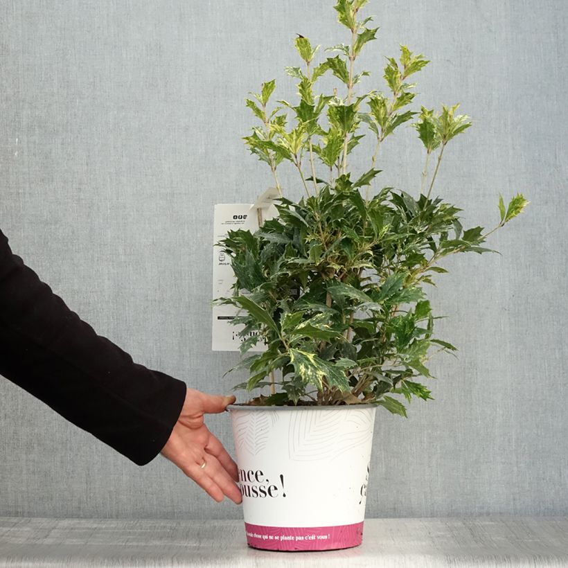 Spécimen de Osmanthus heterophyllus tricolor Pot de 4L/5L tel que livré en automne