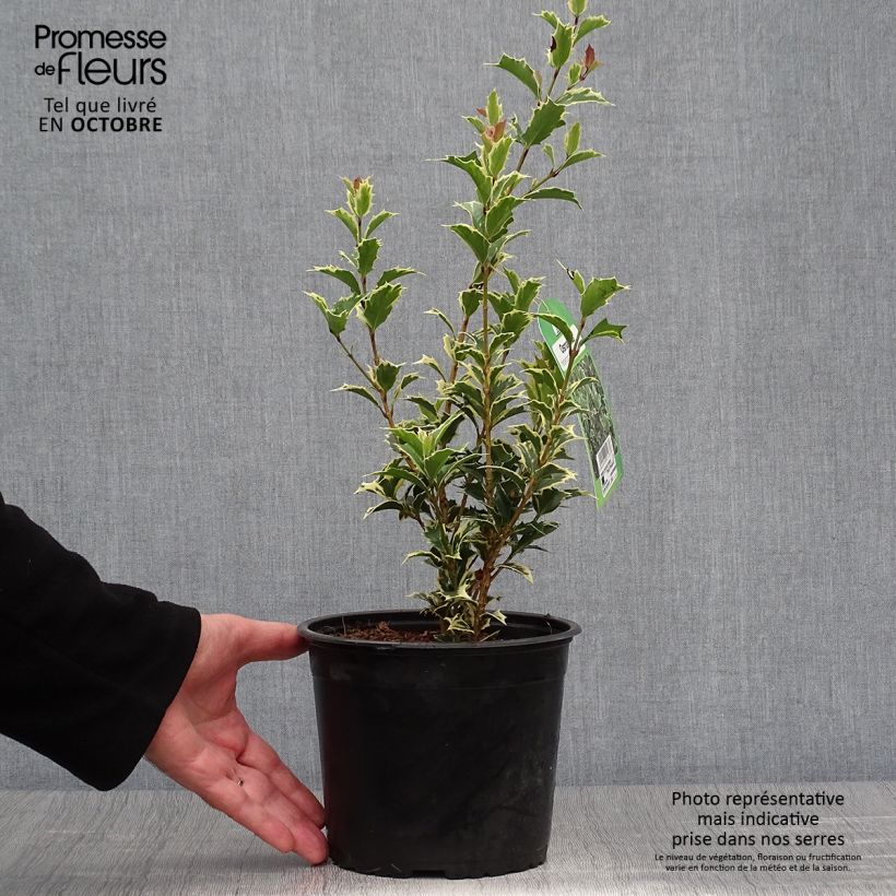 Spécimen de Osmanthus heterophyllus Variegatus - Osmanthe panaché Pot de 3L/4L tel que livré en automne