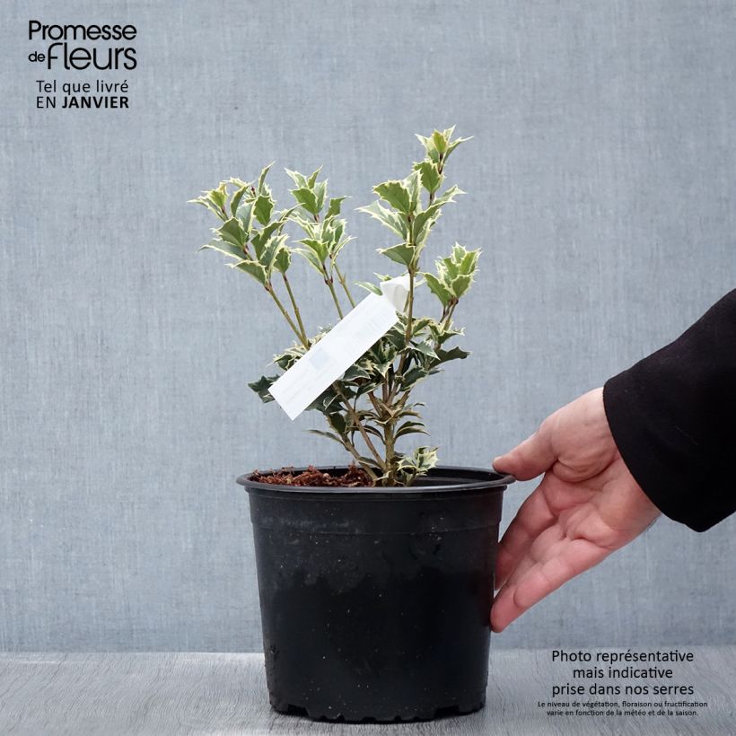 Spécimen de Osmanthus heterophyllus Variegatus - Osmanthe panaché Pot de 3L/4L tel que livré en hiver