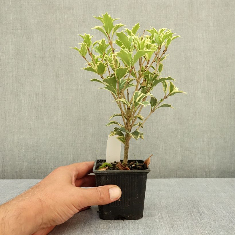 Spécimen de Osmanthus heterophyllus Variegatus - Osmanthe panaché Godet de 8/9 cm tel que livré en été