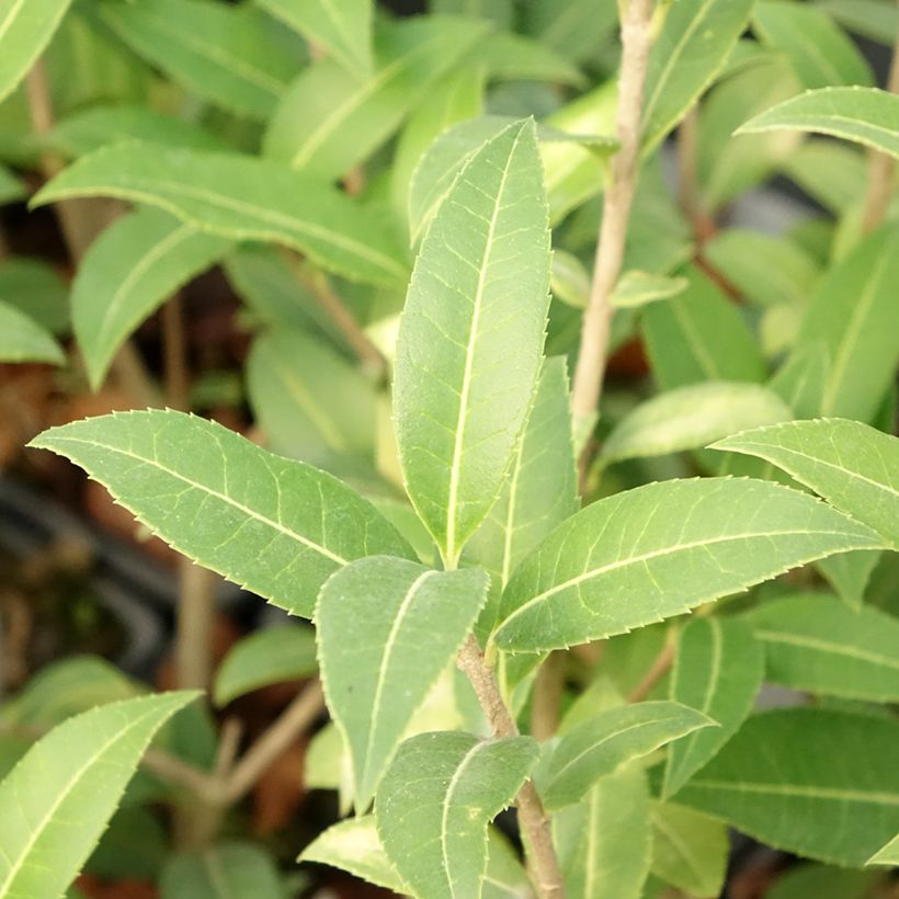 Osmanthus serrulatus - Osmanthe (Feuillage)