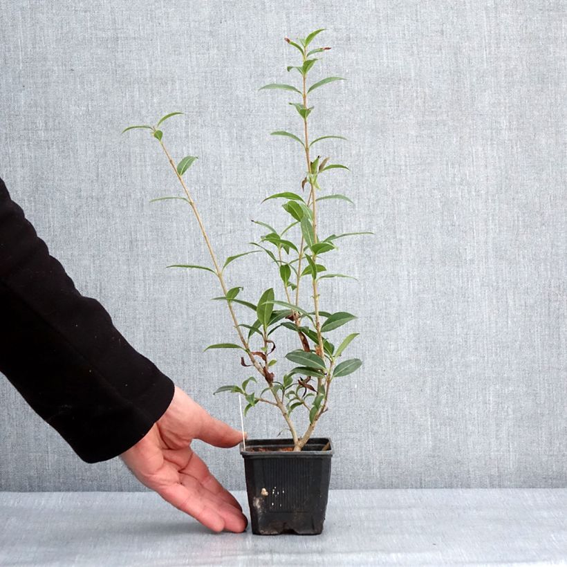 Spécimen de Osmanthus serrulatus - Osmanthe Godet de 8/9 cm tel que livré en hiver