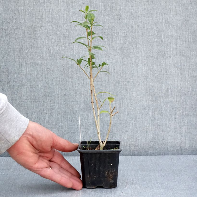 Spécimen de Osmanthus serrulatus - Osmanthe Godet de 8/9 cm tel que livré au printemps