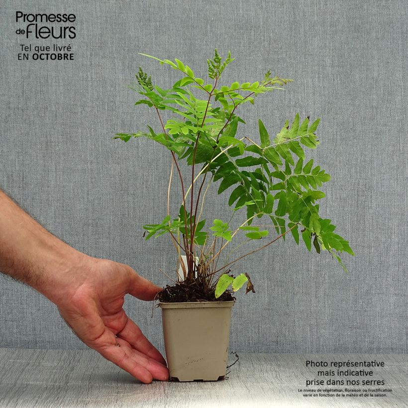 Spécimen de Osmunda regalis Purpurascens - Osmonde royale, fougère Godet de 8/9 cm tel que livré en automne