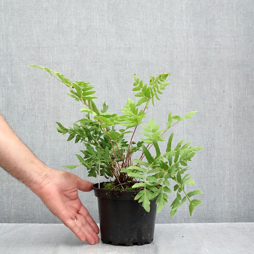 Spécimen de Osmunda regalis Purpurascens - Osmonde royale, fougère Pot de 2L/3L tel que livré en automne