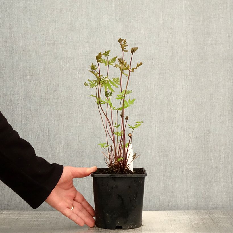 Spécimen de Osmunda regalis Purpurascens - Osmonde royale, fougère Pot de 2L/3L tel que livré au printemps