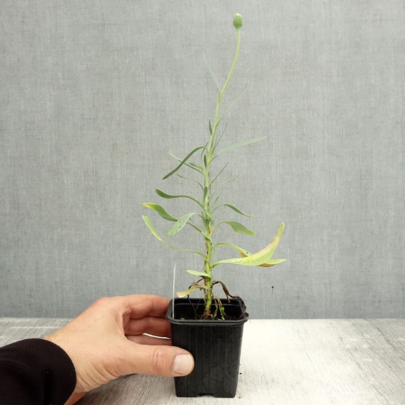 Spécimen de Othonna ou Othonnopsis cheirifolia - Othonne à feuilles de giroflée Godet de 8/9 cm tel que livré en automne