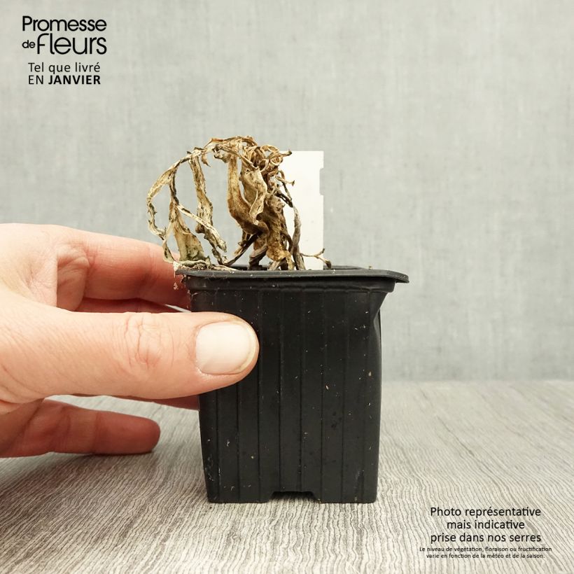 Spécimen de Othonna ou Othonnopsis cheirifolia - Othonne à feuilles de giroflée Godet de 8/9 cm tel que livré en hiver