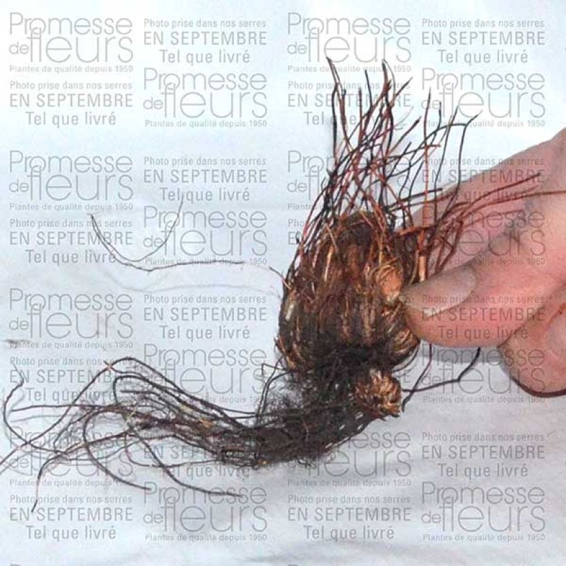 Exemple de spécimen de Oxalis adenophylla Bulbe calibre 6+ tel que livré