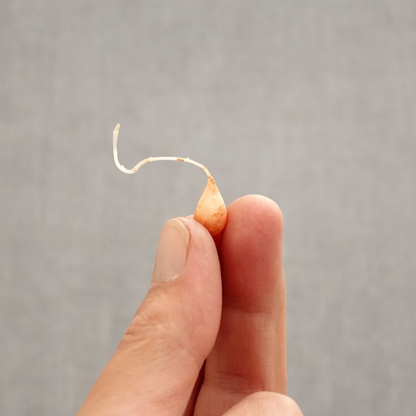 Spécimen de Oxalis hirta Gothenburg Bulbe calibre I tel que livré au printemps