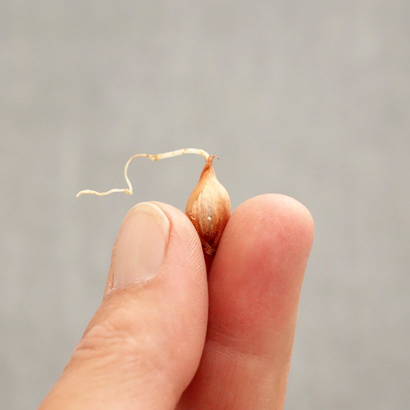 Spécimen de Oxalis purpurea Garnet Bulbe calibre I tel que livré au printemps