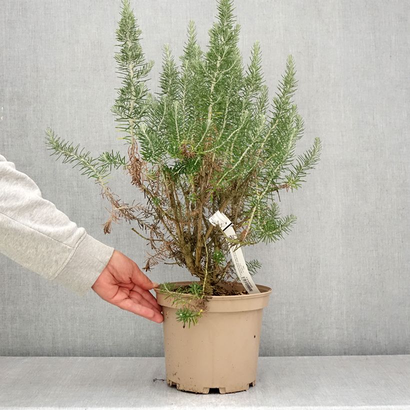 Spécimen de Ozothamnus rosmarinifolius Silver Jubilee - Fleur de riz à feuille de romarin Pot de 4L/5L tel que livré en été