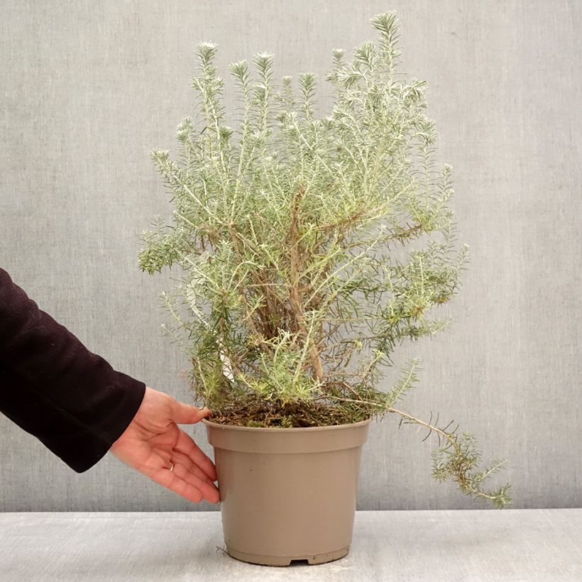 Spécimen de Ozothamnus rosmarinifolius Silver Jubilee - Fleur de riz à feuille de romarin Pot de 4L/5L tel que livré au printemps