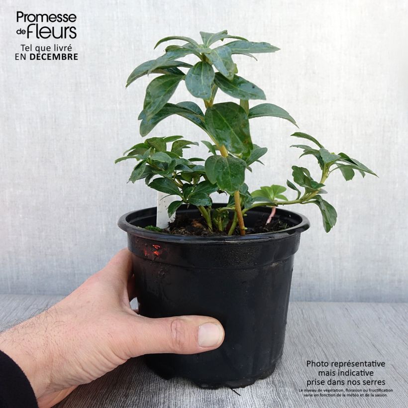 Spécimen de Pachysandra terminalis Pot de 2L/3L tel que livré en automne