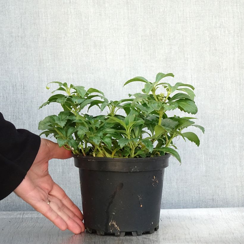 Spécimen de Pachysandra terminalis Green Carpet Pot de 2L/3L tel que livré en automne