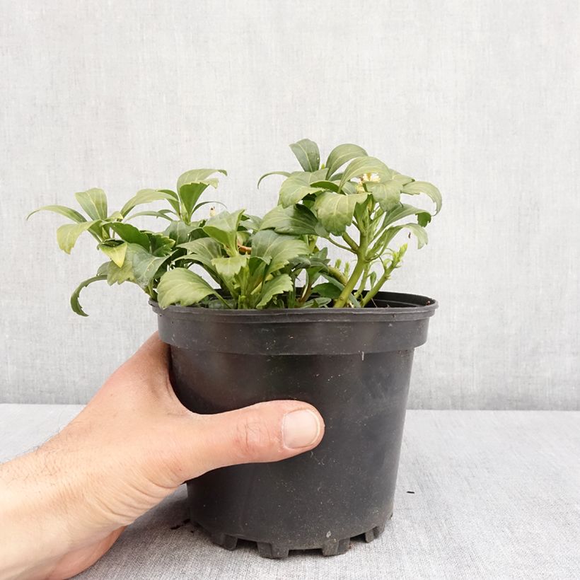 Spécimen de Pachysandra terminalis Green Carpet Pot de 2L/3L tel que livré au printemps
