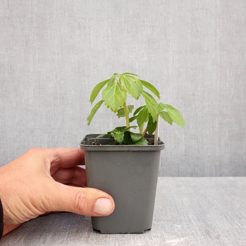 Spécimen de Pachysandra terminalis Green Carpet Godet de 8/9 cm tel que livré en automne