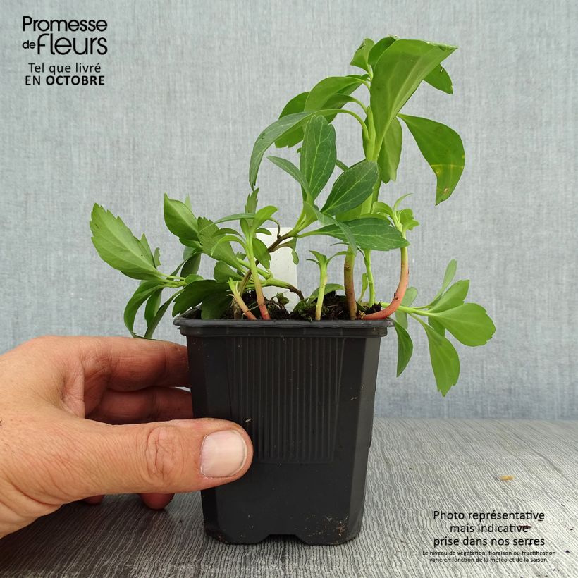 Spécimen de Pachysandra terminalis Green Sheen Godet de 8/9 cm tel que livré en automne
