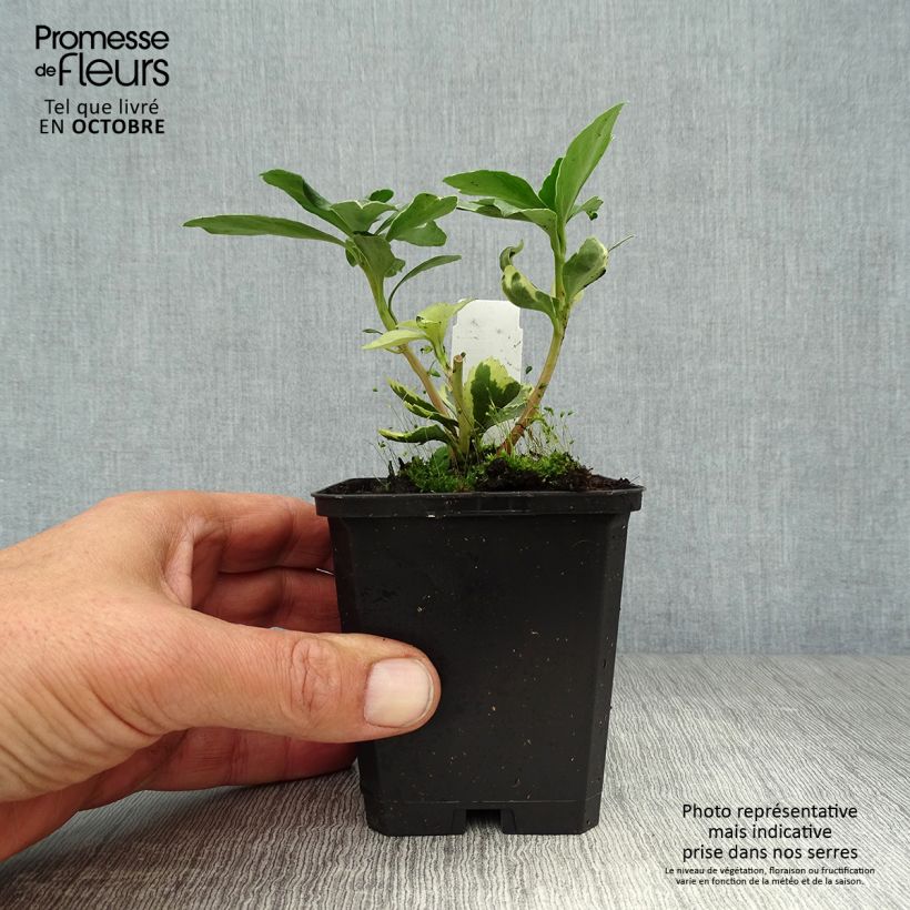 Spécimen de Pachysandra terminalis Variegata Godet de 8/9 cm tel que livré en automne
