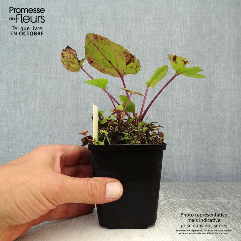 Spécimen de Packera aurea - Séneçon doré, séneçon jacobée Godet de 8/9 cm tel que livré en automne