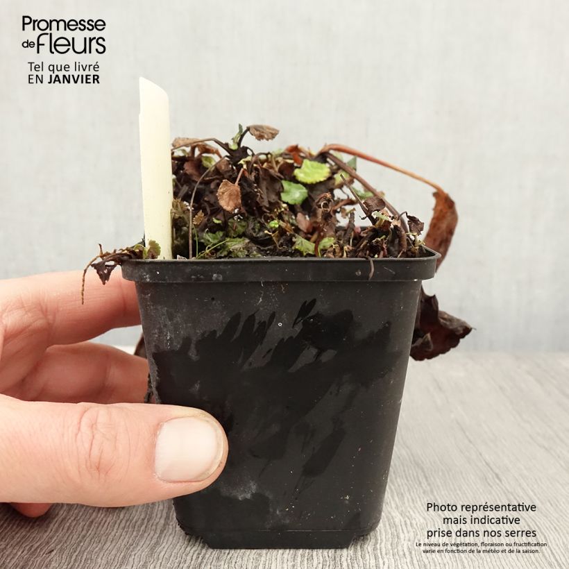 Spécimen de Packera aurea - Séneçon doré, séneçon jacobée Godet de 8/9 cm tel que livré en hiver